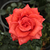 Rdeča - Vrtnica čajevka - Clarita